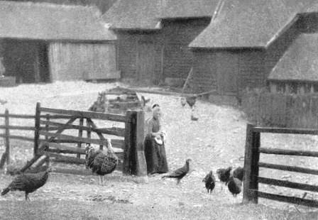 Turkeys at the farm_Newman_Sketch_Sep-1898